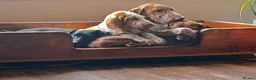 Bracco Italiano dogs for sale: ⭐️⭐️⭐️Top Breeder 2021,22,23,24,25⭐️⭐️⭐️ - Advert 9
