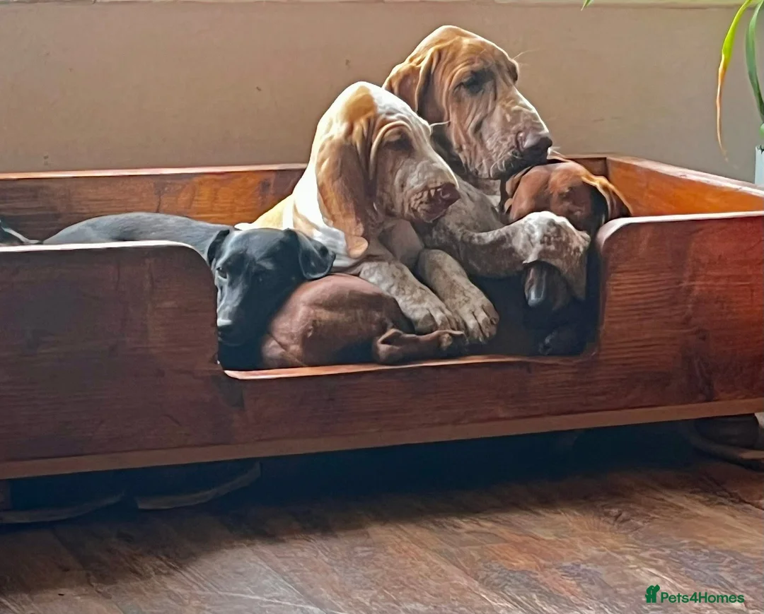 Bracco Italiano dogs for sale: ⭐️⭐️⭐️Top Breeder 2021,22,23,24,25⭐️⭐️⭐️ - Advert 9
