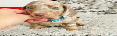 Miniature Dachshund 1