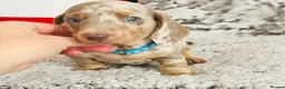 Miniature Dachshund dogs for sale: Beautiful miniature dachshund puppies - Advert 2