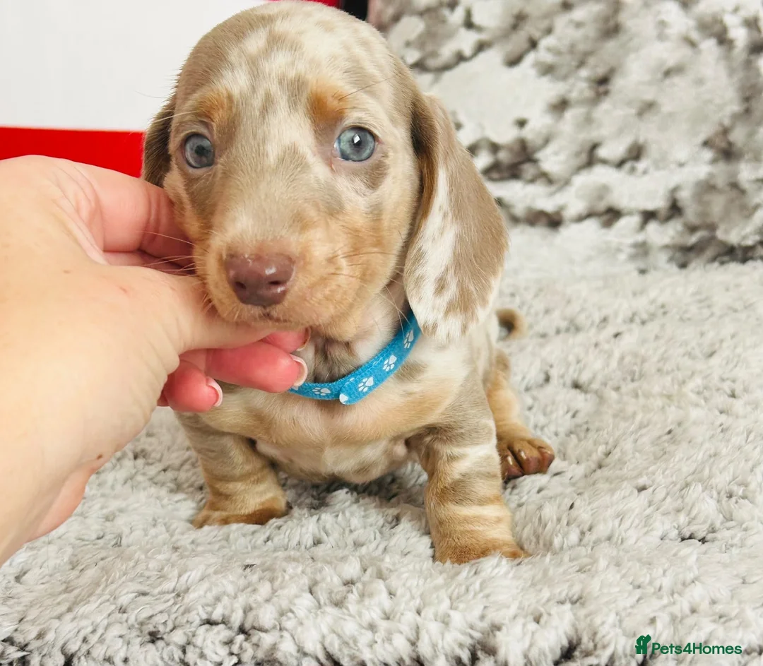 Miniature Dachshund dogs for sale: Beautiful miniature dachshund puppies - Advert 2