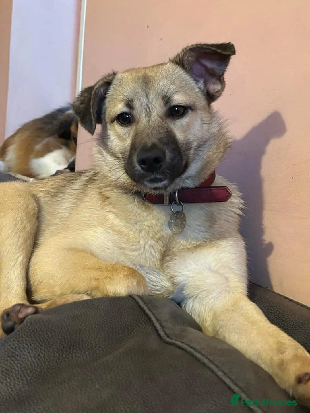 Mixed Breed dogs for adoption: Barbie - Norwich Norfolk  in Norwich - Advert 14