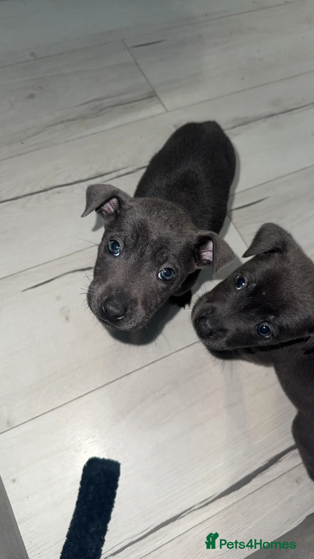 Mixed Breed dogs for sale: Puppies - Advert 5