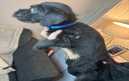 Mixed Breed dogs for sale: 3/4Bedlington 1/4Whippet - Image 21