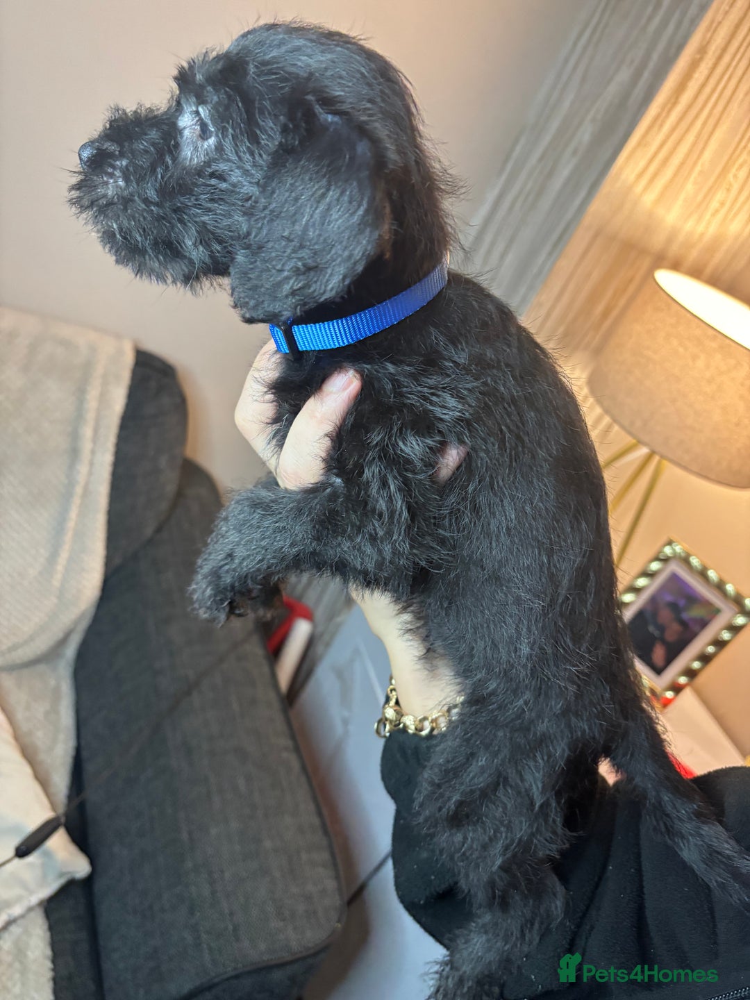Mixed Breed dogs for sale: 3/4Bedlington 1/4Whippet - Image 21