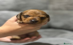 Miniature Dachshund dogs for sale: Beautiful Miniature Dachshund Puppies - Image 25