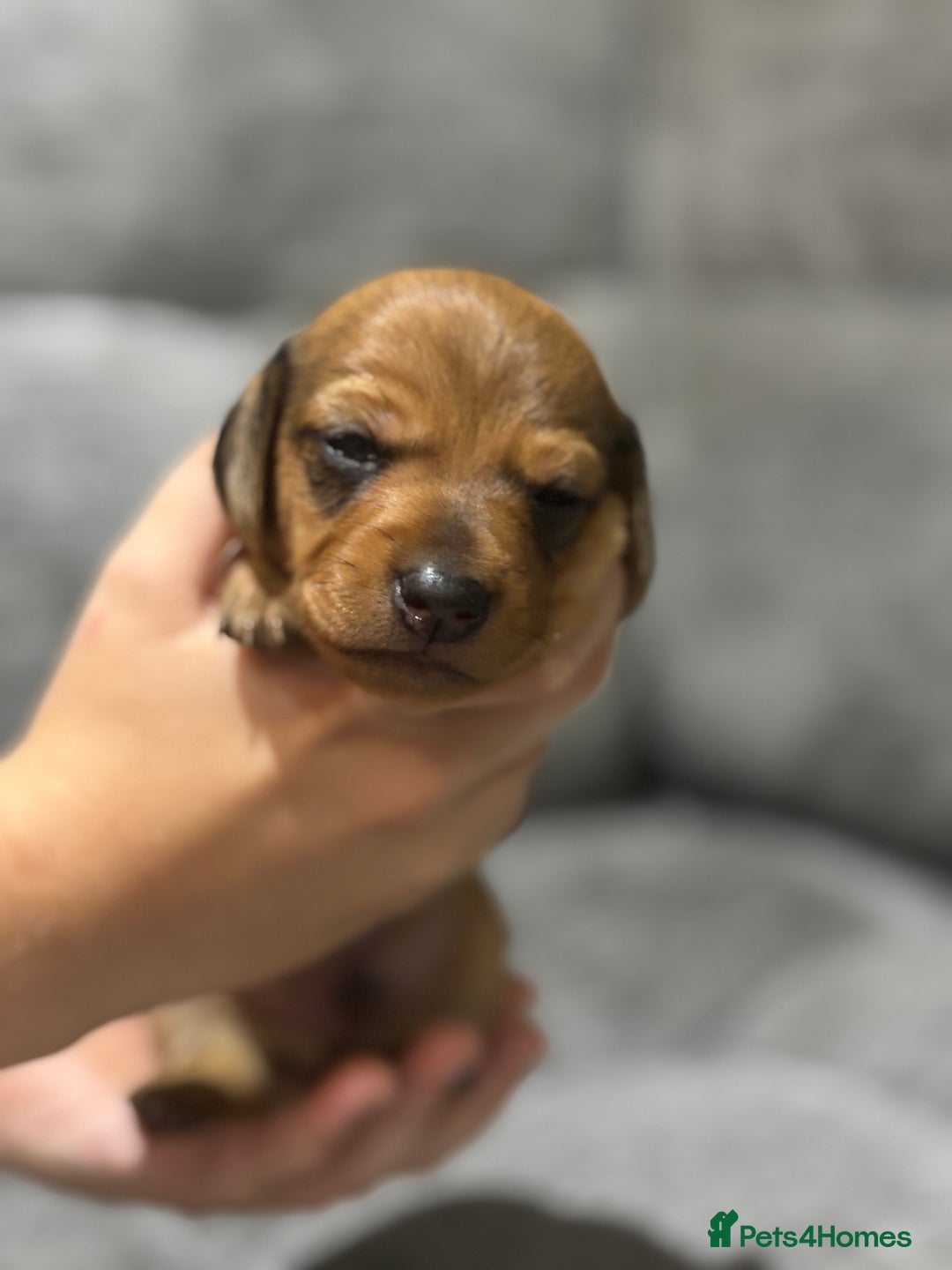 Miniature Dachshund dogs for sale: Beautiful Miniature Dachshund Puppies - Image 25