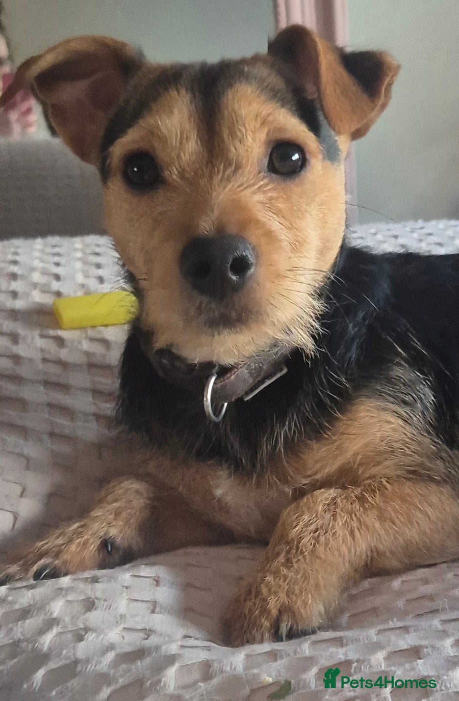 Jack Russell dogs Jack Russell x Chihuahua for Stud  - Advert 1