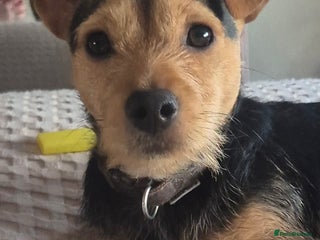 Jack Russell dogs - Advert 10