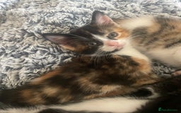 Mixed Breed cats for sale: 6 kittens for sale  - Image 18
