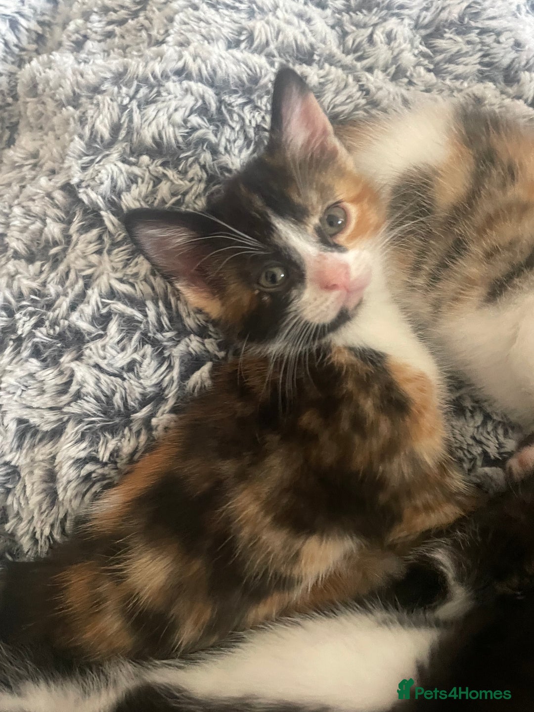 Mixed Breed cats for sale: 6 kittens for sale  - Image 18