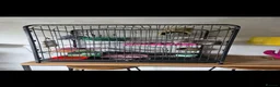Rat rodents for sale: 2 x fancy rats mate gorgeous full set up - Advert 3