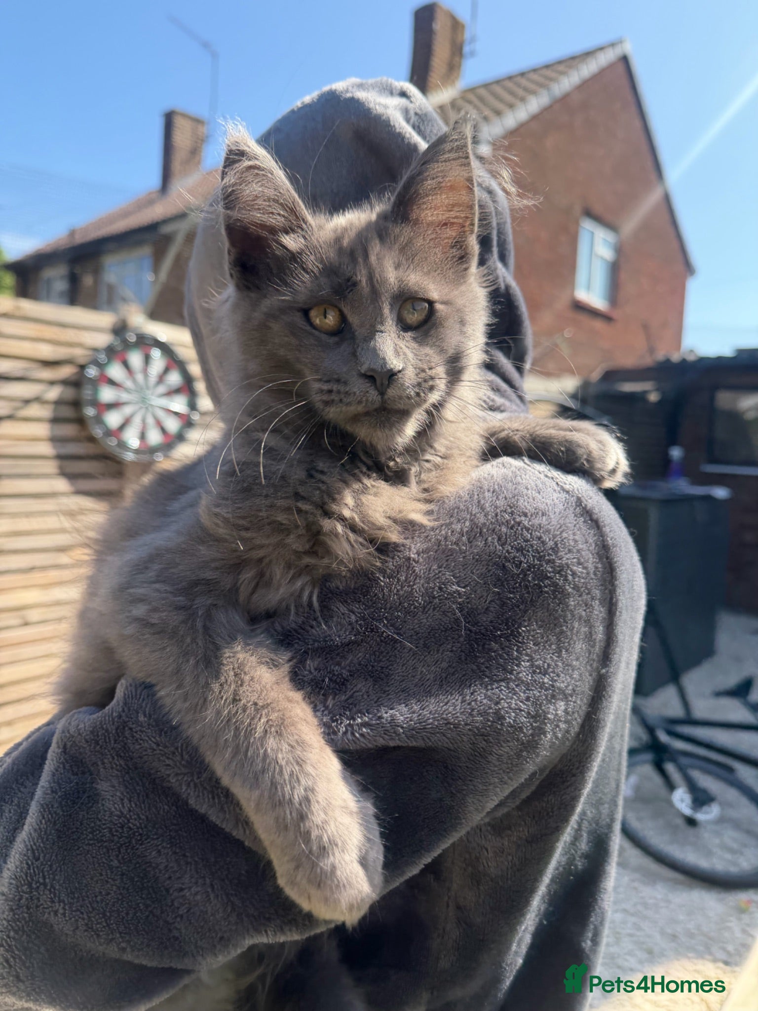 Maine Coon cats Perfect example BIG Maine coon kittens  - Advert 5