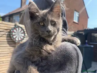 Maine Coon cats Perfect example BIG Maine coon kittens - Advert 5