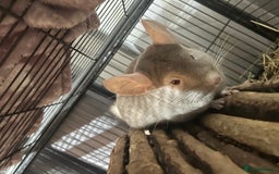 Chinchilla rodents for sale: Two female chinchillas and cage  - Image 6
