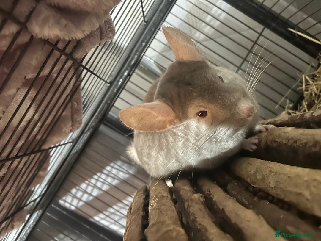 Chinchilla rodents for sale: Two female chinchillas and cage  - Image 6