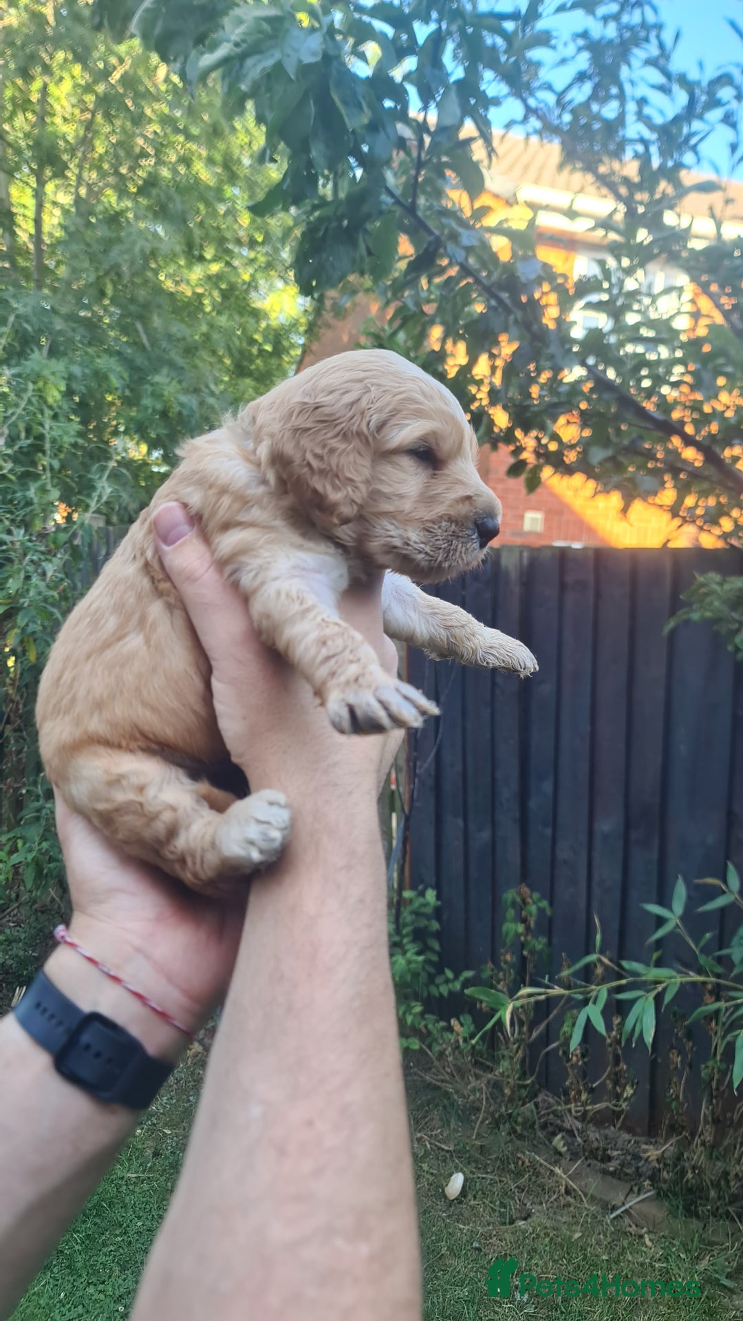 Goldendoodle dogs for sale: 🐾 Adorable Standard Goldendoodle Puppies 🐾 - Image 39