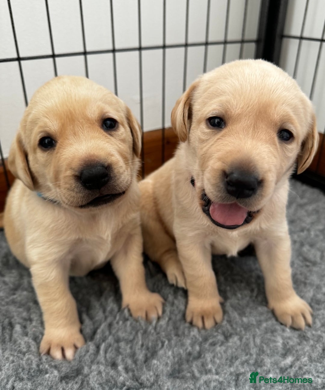 Labrador Retriever dogs for sale: Champion Bloodlines KC Labrador Retriever Puppies - Image 19