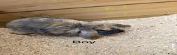 Mini Lop rabbits for sale: Mini lop babies - Advert 4