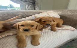 Golden Retriever dogs for sale: Beautiful  kc registered golden retriever puppys - Image 6