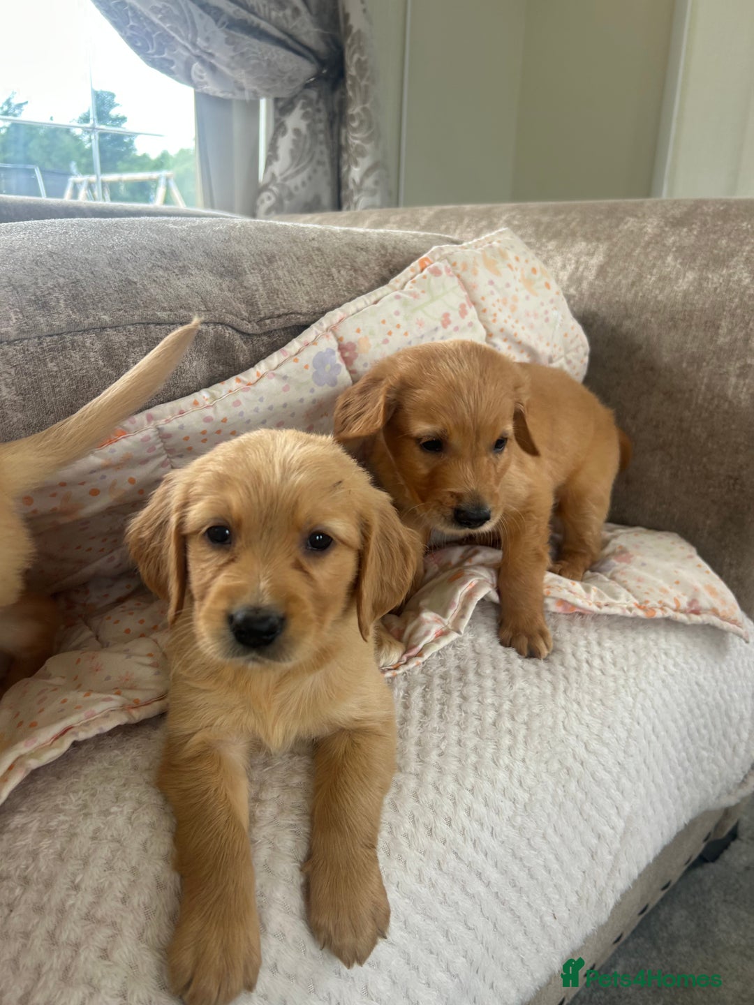 Golden Retriever dogs for sale: Beautiful  kc registered golden retriever puppys - Image 6
