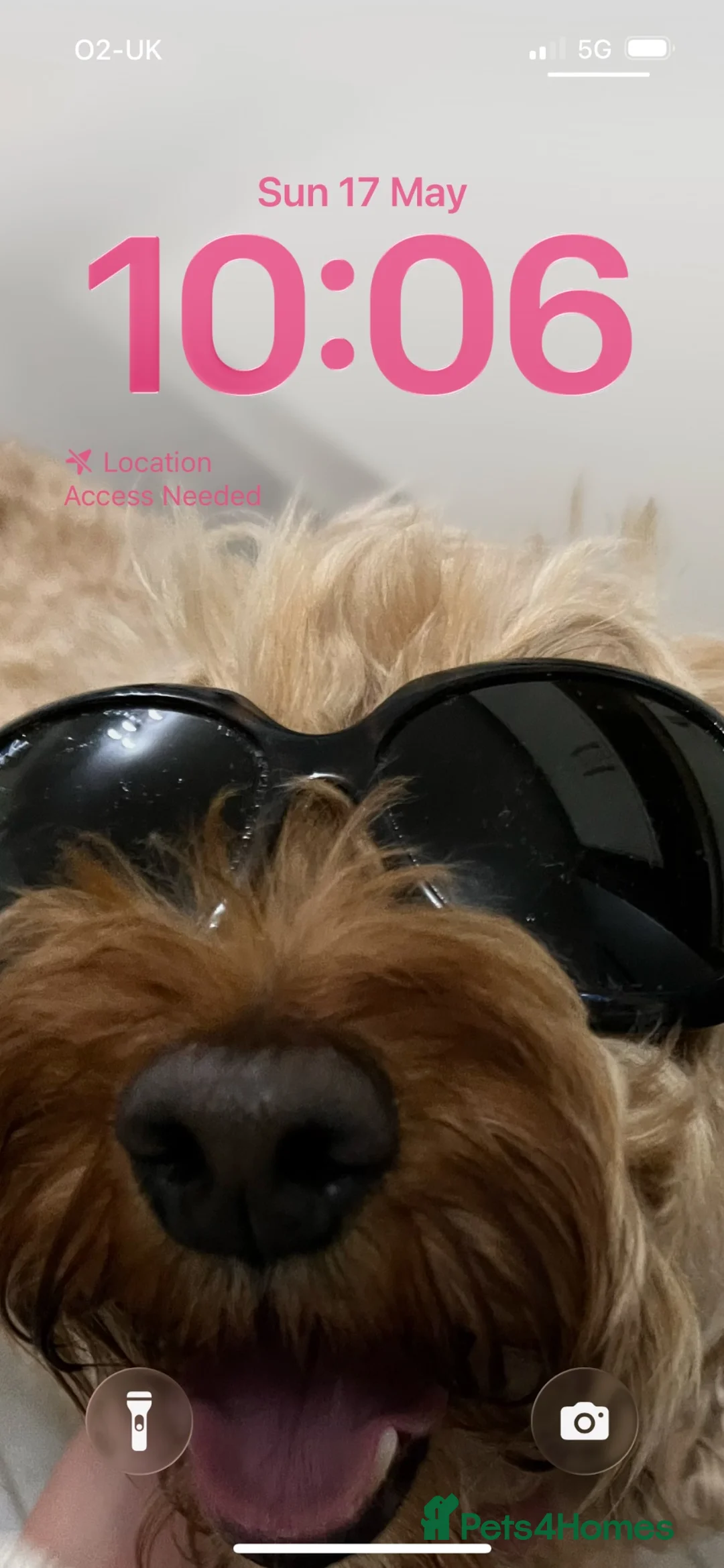 Cockapoo dogs for sale: Devastating rehome due to change in circumstances  - Advert 3