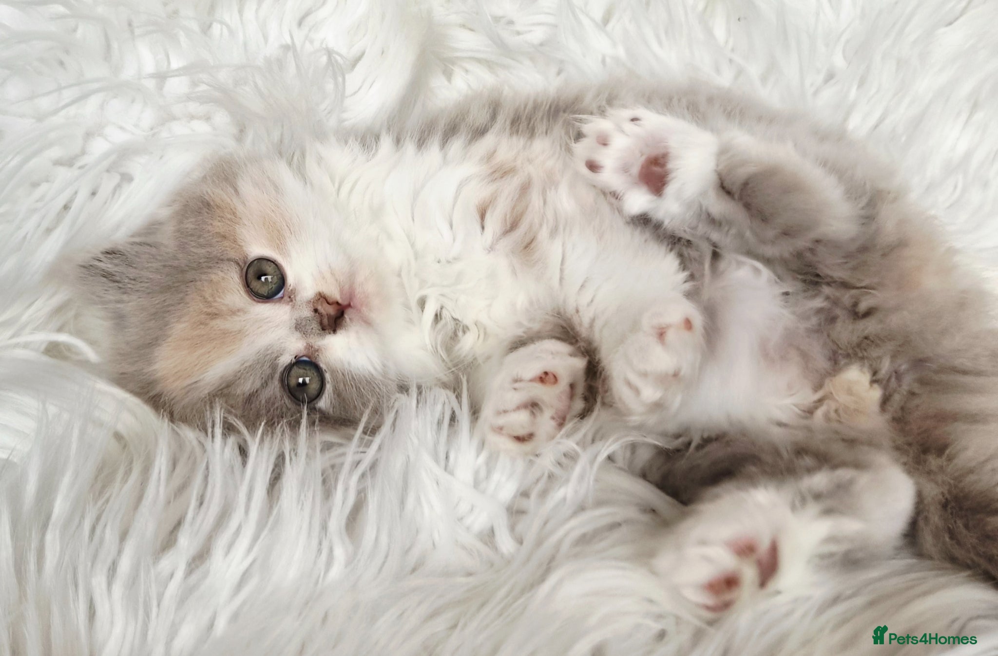 British Shorthair cats Gorgeous British shorthair kittens and 1 longhair  - Advert 7