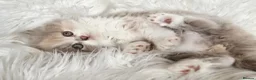 British Shorthair cats for sale: Gorgeous British longhair so loving - Advert 2