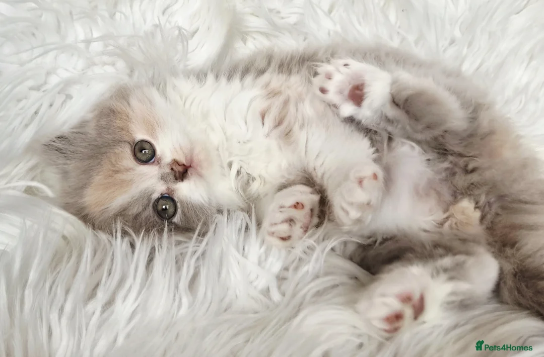 British Shorthair cats for sale: Gorgeous British longhair so loving - Advert 2