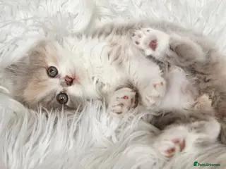 British Shorthair cats Gorgeous British shorthair kittens and 1 longhair - Advert 7