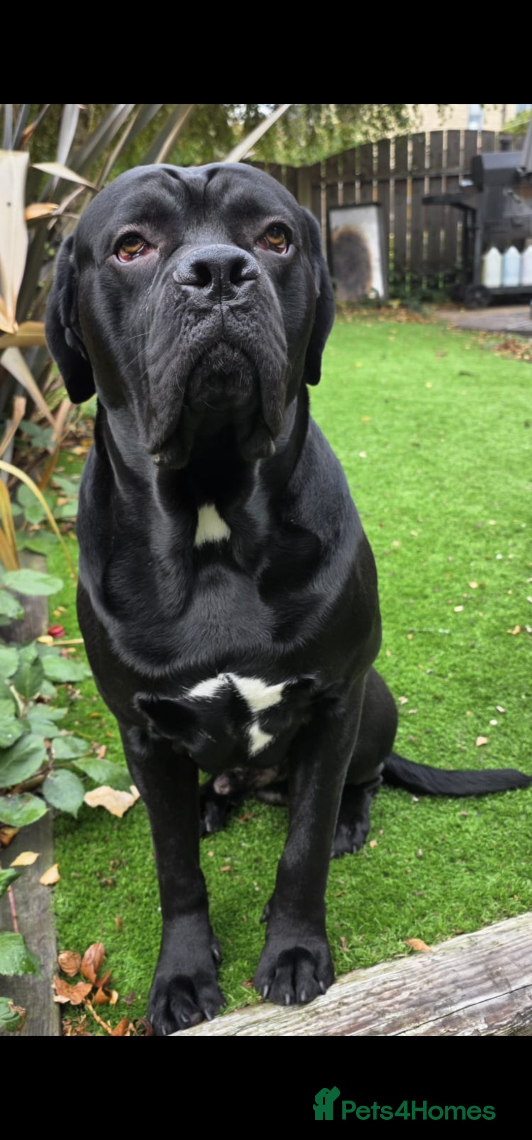 Cane Corso dogs for sale: Last remaining girl cane corso - Advert 5