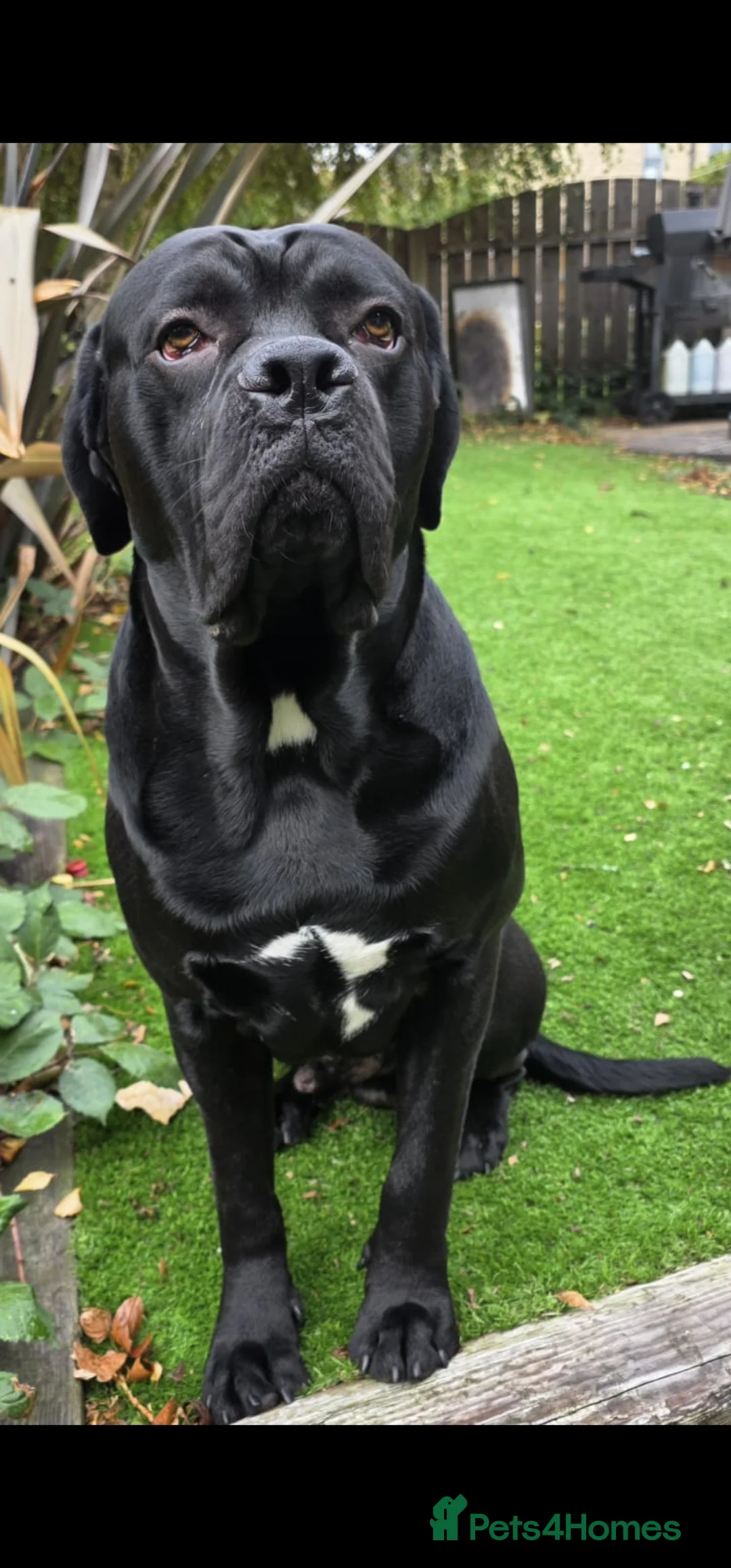 Cane Corso dogs for sale: Last remaining girl cane corso - Advert 5