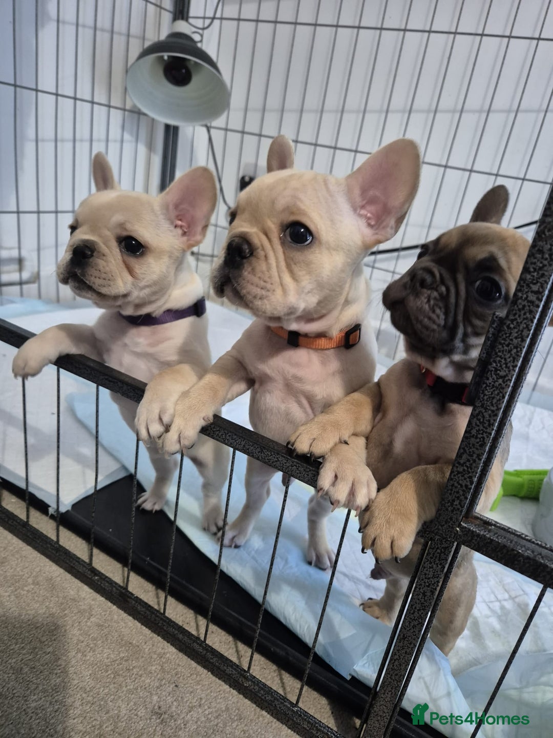 French Bulldog dogs for sale: Gorgeous French bulldog puppies Just 1 girl left!  - Advert 2