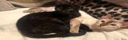 Bengal cats for sale: Retired breeding adults req. purrever pet homes 🐆 in Scunthorpe - Advert 5