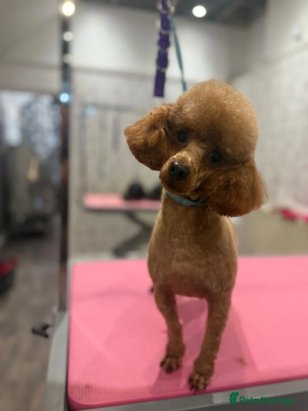 Toy Poodle dogs for sale: ❤️❤️Deep Red Petite KC Toy Poodles❤️❤️ - Advert 21