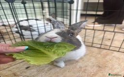 Harlequin rabbits for sale: Beautiful female rabbit  - Image 3