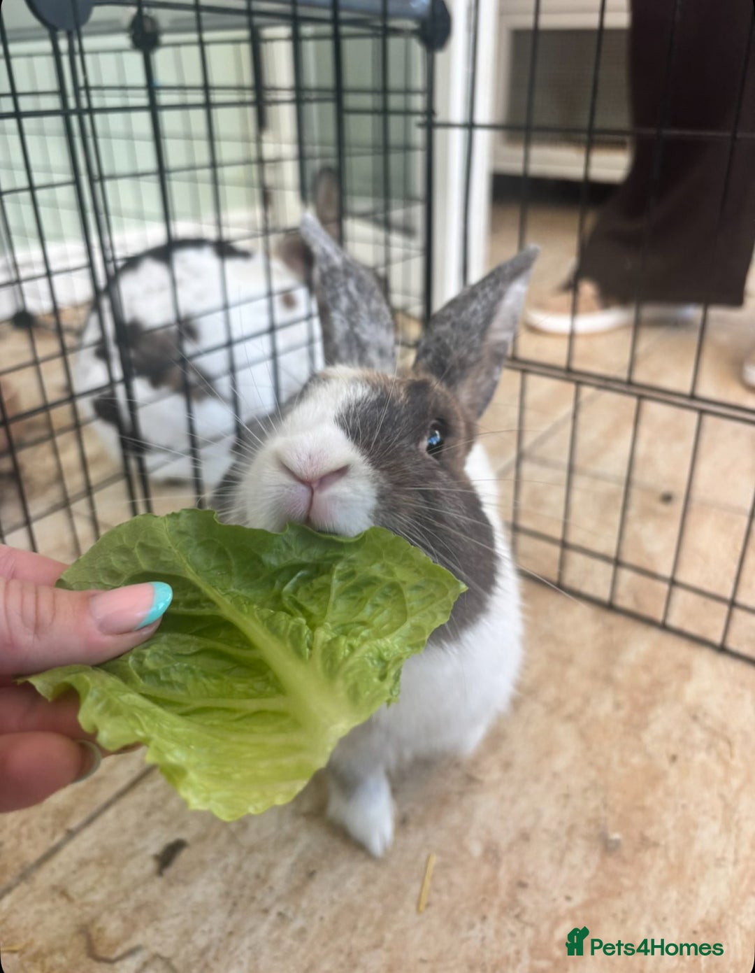 Harlequin rabbits for sale: Beautiful female rabbit  - Image 3