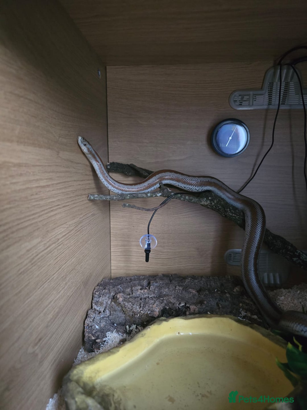 Boa Snake reptiles for sale: 2018 Male Mid Baja Rosy Boa - Image 5