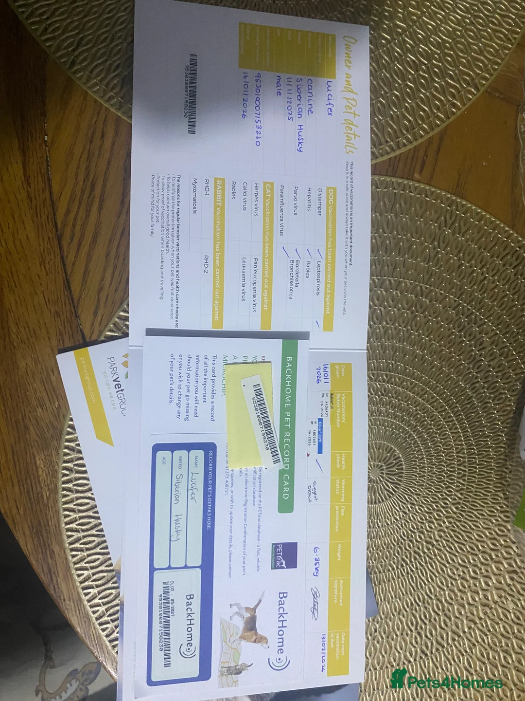 Siberian Husky dogs for sale: 💙 Siberian Husky Puppy (Boy)  - Advert 4