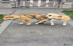Japanese Shiba Inu dogs for sale: Curfts Qualified Stud For Sale - Very Experienced - Image 4
