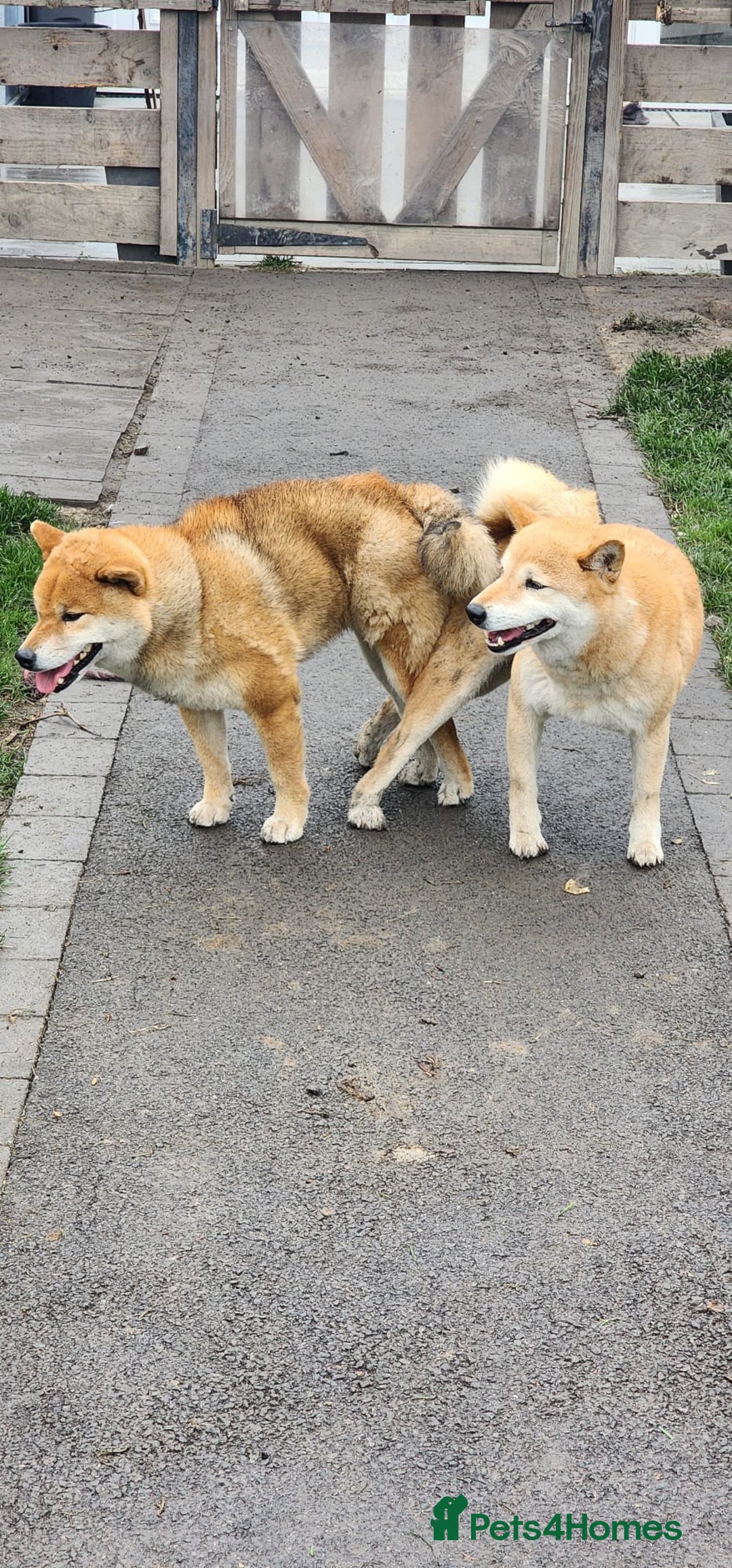 Japanese Shiba Inu dogs for sale: Curfts Qualified Stud For Sale - Very Experienced - Image 4