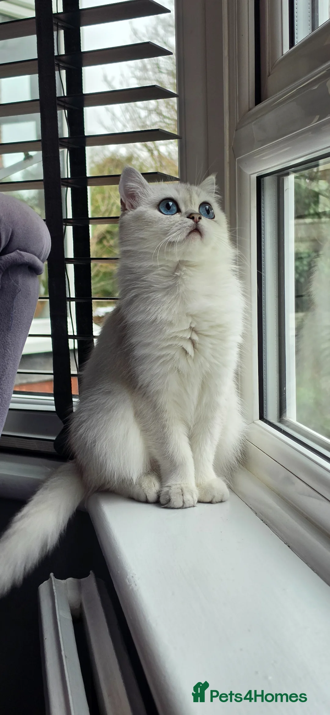 Scottish Fold cats for sale: White Scotish straight ears cat available in Beckenham - Advert 2