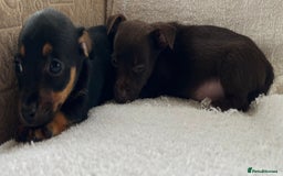 Jack Russell dogs for sale: Miniature Jack Russel’s - Image 5