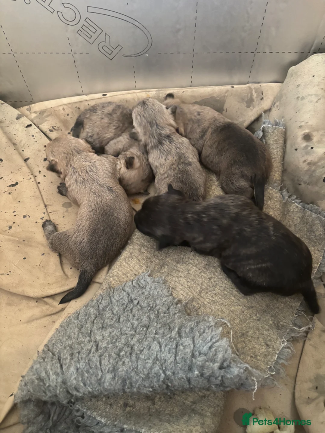 Cairn Terrier dogs for sale: Litter of KC registered Cairn Terriers in Grantham - Advert 2