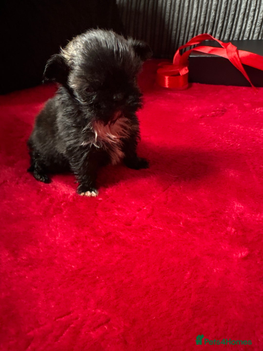 Mixed Breed dogs for sale: Shihtzu puppy’s  - Advert 9