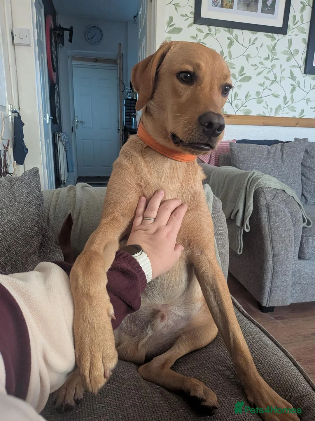 Labrador Retriever dogs for sale: 7 month old Labrador  in Wolverhampton - Advert 2
