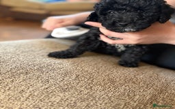 Mixed Breed dogs for sale: 8 hybrid puppies ready the (3rd of October) - Image 32