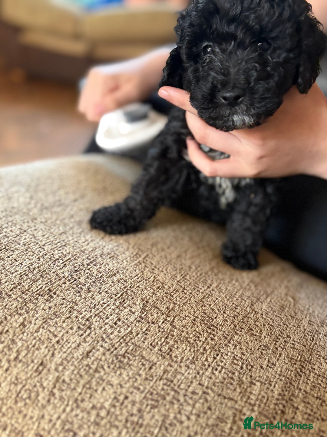Mixed Breed dogs for sale: 8 hybrid puppies ready the (3rd of October) - Image 32