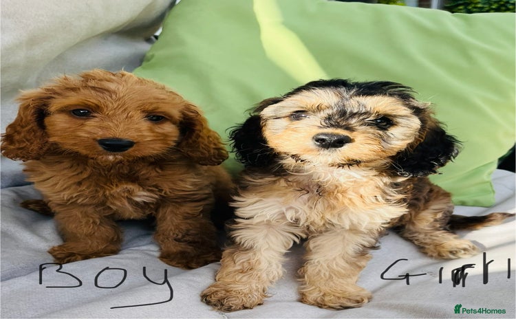 Cockapoo dogs - Advert 3
