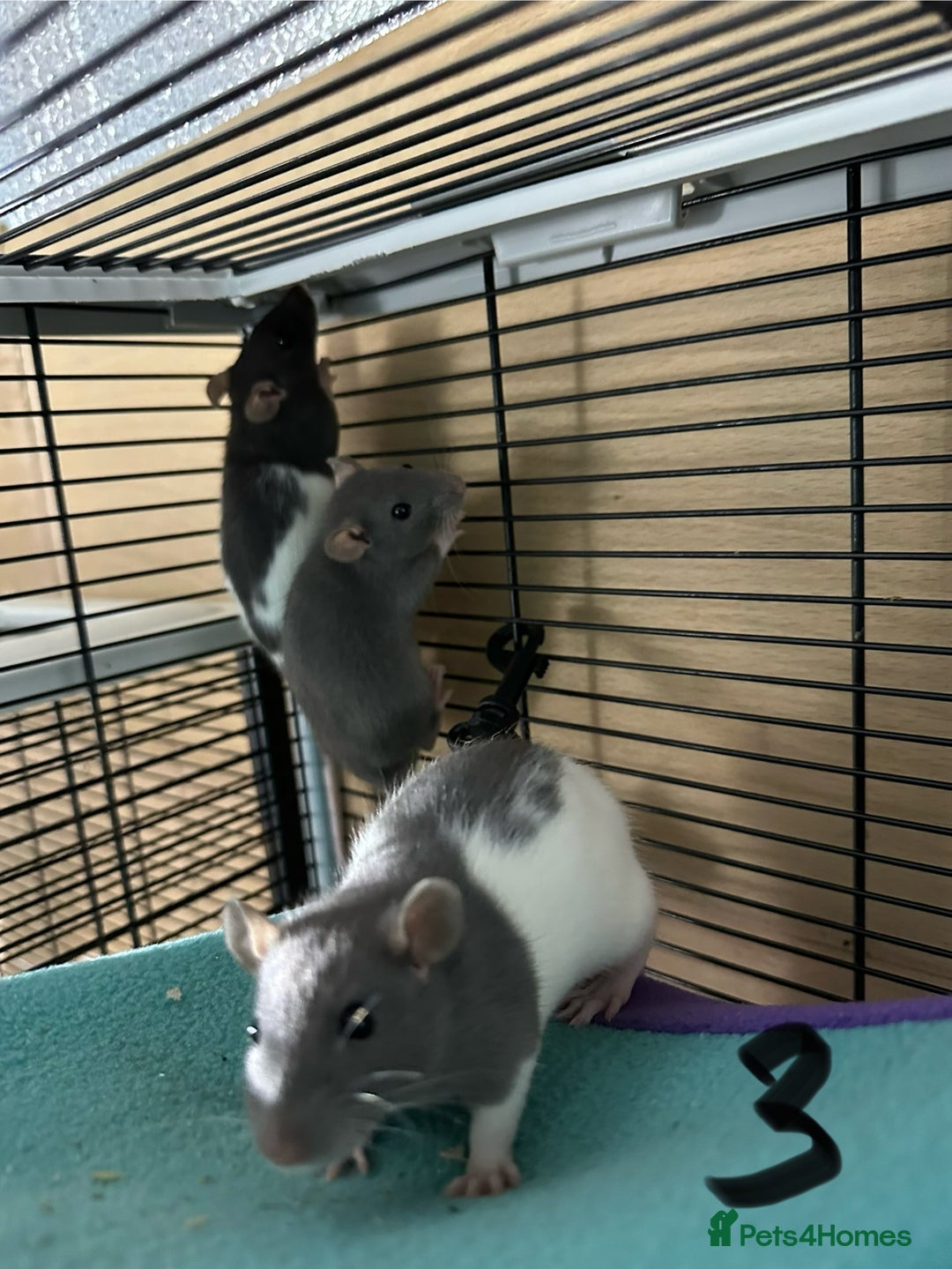 Rat rodents for sale: Rats & complete set up - Image 17